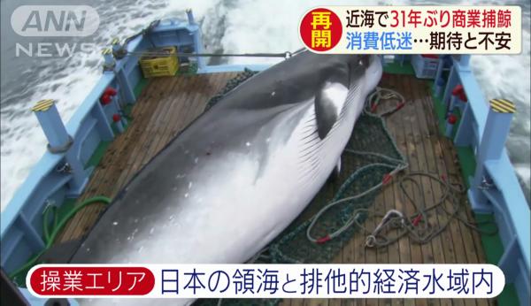 日本相隔31年重啟商業捕鯨
