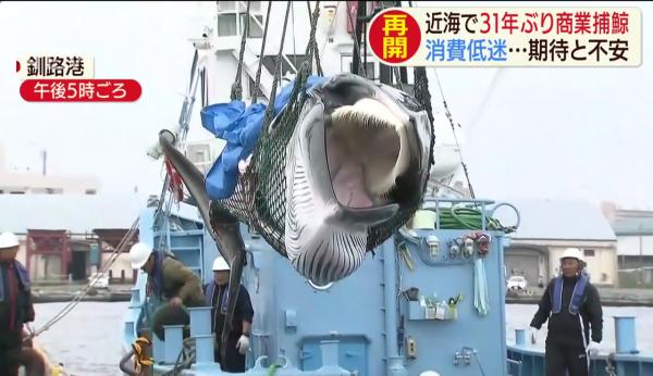 日本相隔31年重啟商業捕鯨