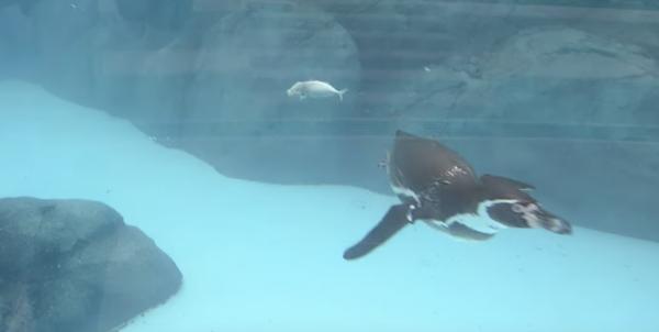 日本動物園不速之客欺負企鵝！ 蒼鷺每日2次搶食物企鵝很困擾