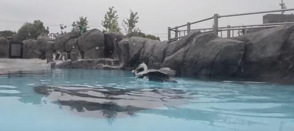 日本動物園不速之客欺負企鵝！ 蒼鷺每日2次搶食物企鵝很困擾