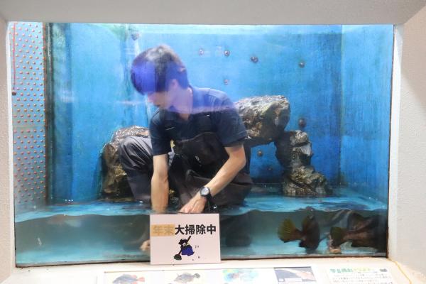 日本水族館靚仔飼養員打掃水槽變展品