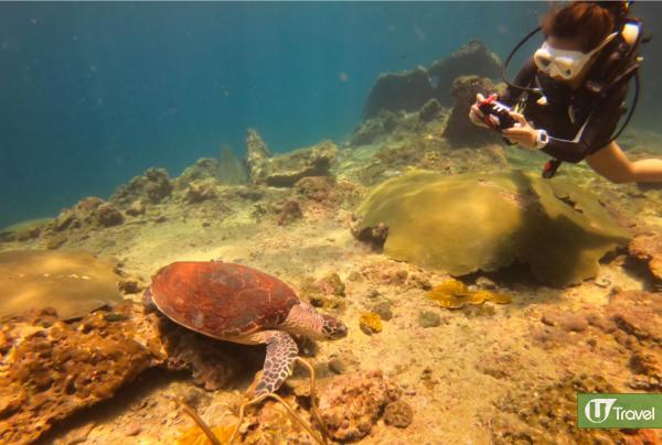 喀比浮潛跳島一日遊 與海龜共游、追黑尖礁鯊