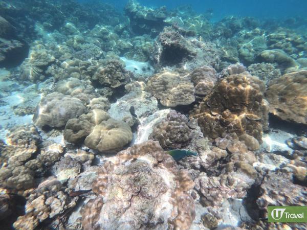 喀比浮潛跳島一日遊 與海龜共游、追黑尖礁鯊