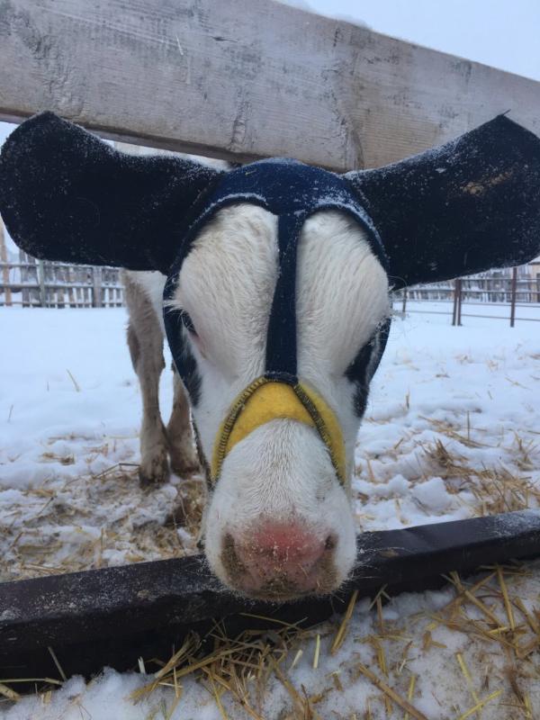 愛爾蘭農夫為小牛戴上耳罩防凍傷 粉紅色耳罩令小牛一秒變萌！
