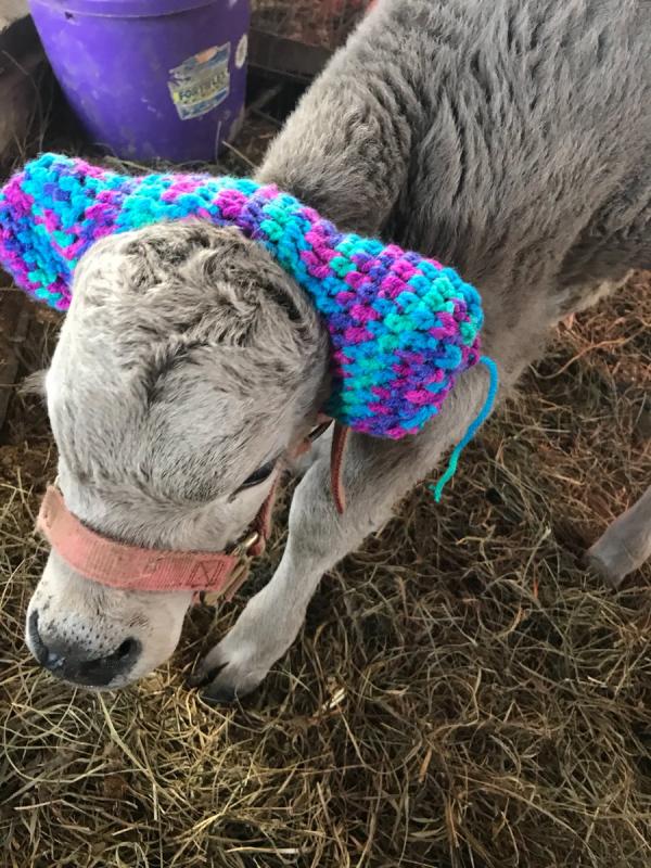 愛爾蘭農夫為小牛戴上耳罩防凍傷 粉紅色耳罩令小牛一秒變萌！