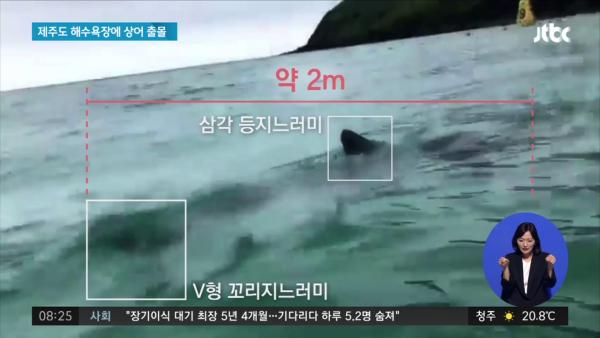 濟州島海灘水域驚見2米長鯊魚 距離泳客僅1米距離！