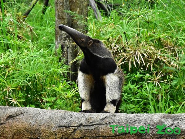 超萌水豚、 樹獺進駐！ 台北市立動物園熱帶雨林館開幕