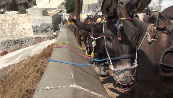 希臘近百隻驢仔被迫載客行逾500級樓梯 曬足全日無水飲被木棍鞭打向前行