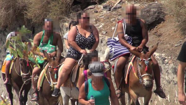 希臘近百隻驢仔被迫載客行逾500級樓梯 曬足全日無水飲被木棍鞭打向前行