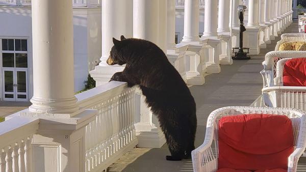 黑熊誤闖度假酒店 意外被拍下憑欄欣賞日出一刻