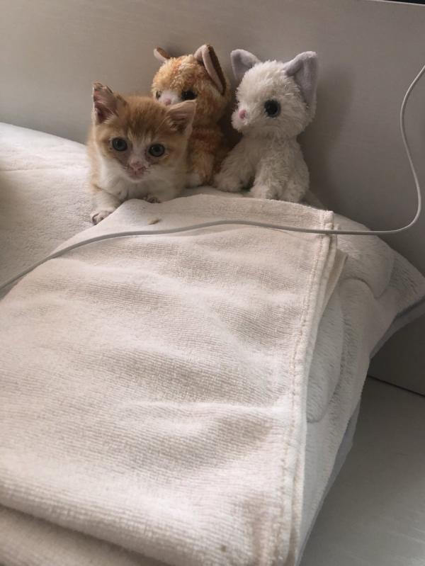 日本網民購買貓公仔陪伴寂寞小貓 瞬間成為「好朋友」打成一片畫面治癒