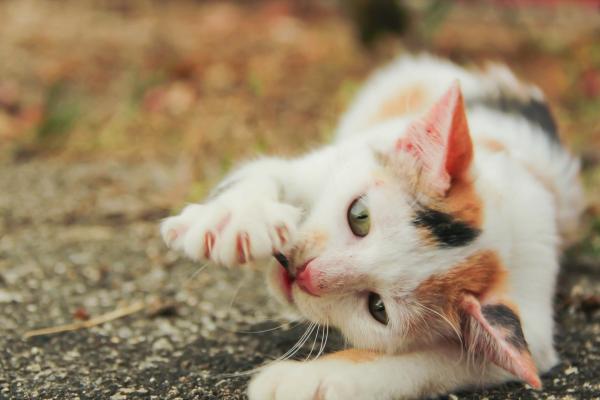美國紐約立法通過禁止貓隻去爪手術 去爪等同截肢或造成永久痛楚！
