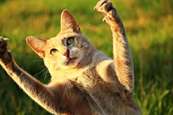 美國紐約立法通過禁止貓隻去爪手術 去爪等同截肢或造成永久痛楚！
