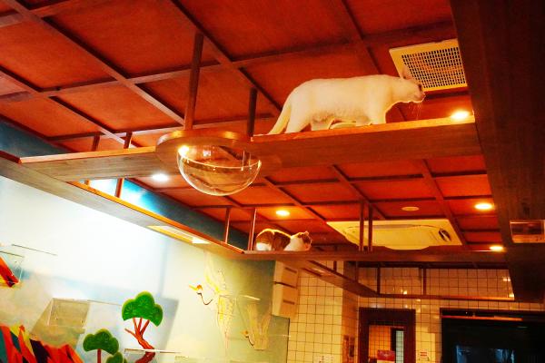 昭和懷舊錢湯風主題 和15隻貓貓玩耍 大阪心齋橋全新貓Cafe