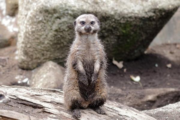 東京動物園超帥狐獴爆紅 網民：前世是人類嗎？