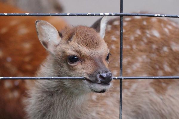 東京動物園超帥狐獴爆紅 網民：前世是人類嗎？