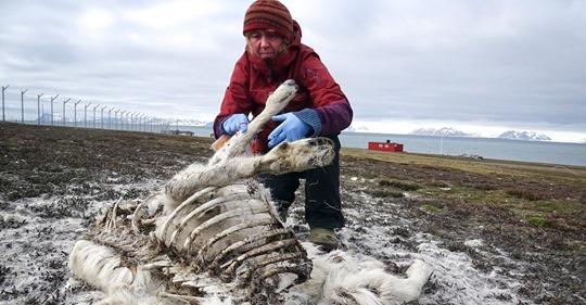 氣候反常無法覓食活活餓死 挪威小島驚見逾200具馴鹿屍體