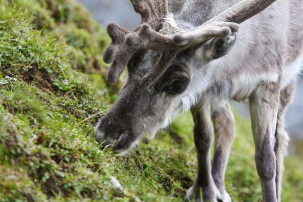 氣候反常無法覓食活活餓死 挪威小島驚見逾200具馴鹿屍體