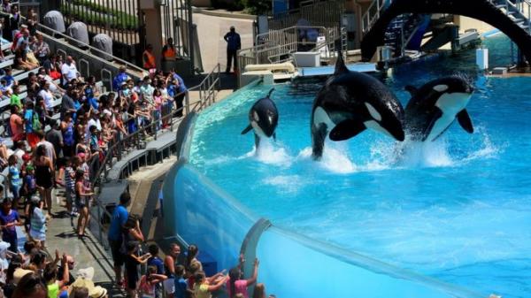 英國旅行社停售鯨豚水族館行程 拒絕圈養鯨魚／海豚！