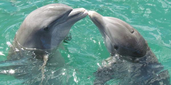 英國旅行社停售鯨豚水族館行程 拒絕圈養鯨魚／海豚！
