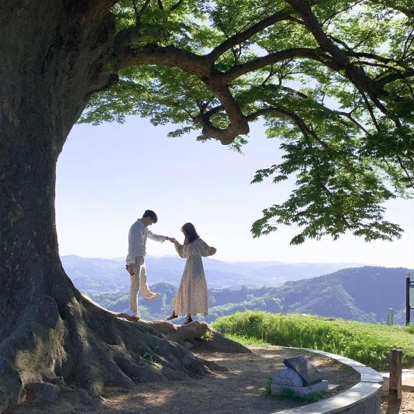 韓國劇集人氣浪漫取景地 象徵永恆 歷練400年的愛情樹！