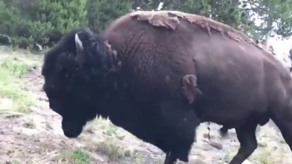 美國黃石公園野牛突發狂撞人事故 9歲女孩逃走不及被撞飛！