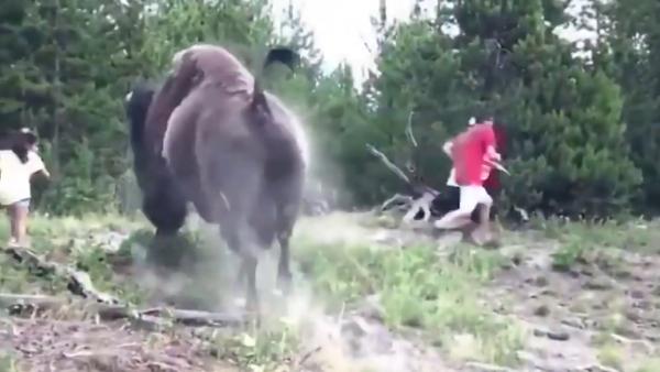 美國黃石公園野牛突發狂撞人事故 9歲女孩逃走不及被撞飛！