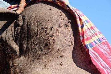 網上瘋傳布吉殘忍虐象照片 泰國旅遊局呼籲遊客別騎大象