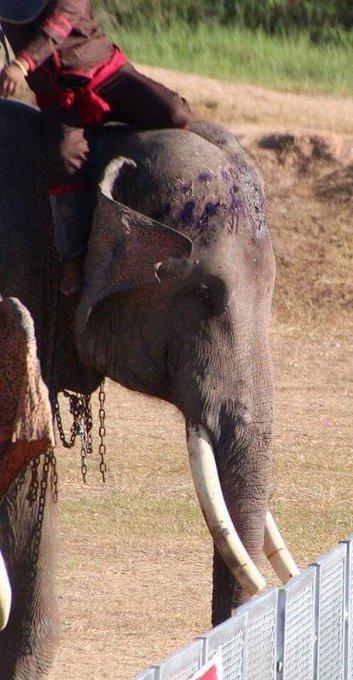 網上瘋傳布吉殘忍虐象照片 泰國旅遊局呼籲遊客別騎大象