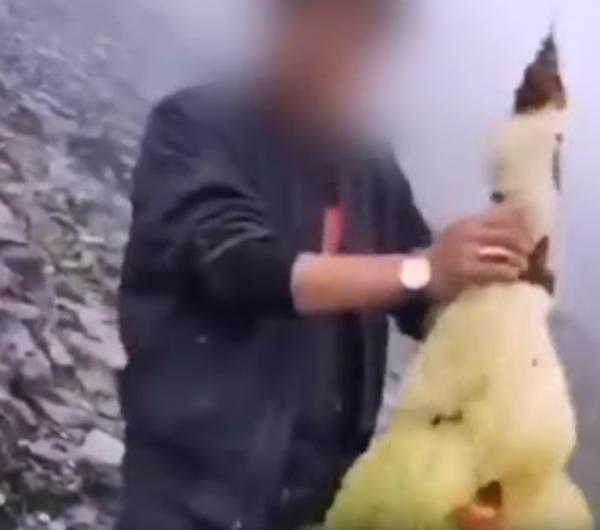 中國男子手撕高山珍稀野生植物 貪玩拍片放上網遭網民怒轟