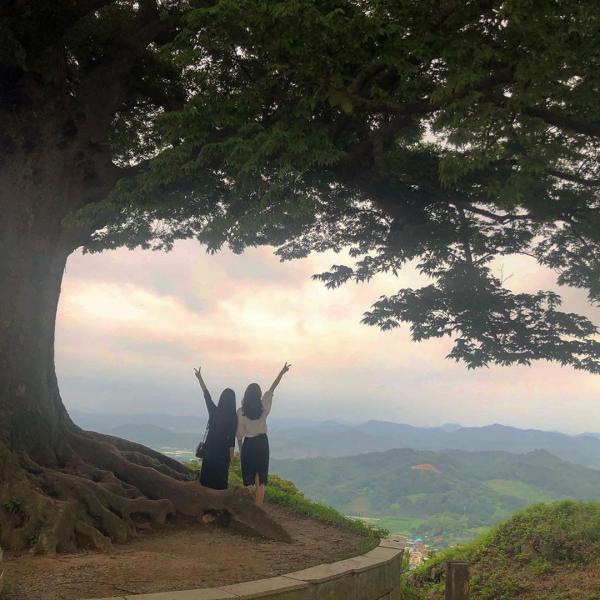 韓國劇集人氣浪漫取景地 象徵永恆 歷練400年的愛情樹！