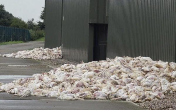 過千隻雞難抵高溫活活熱死 英國農場雞屍堆積如山：天氣太熱！