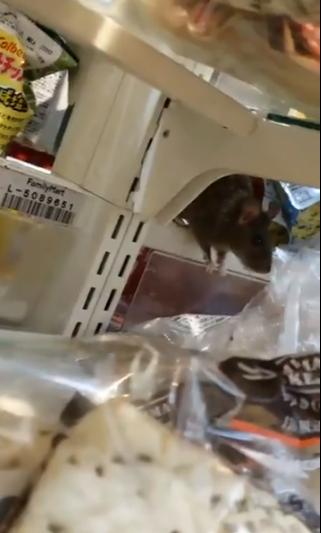 網傳日本澀谷便利店爆衛生問題 深夜驚見多隻老鼠亂跑爬入雪櫃