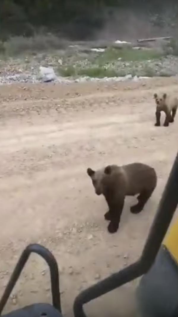 拖拉機駛近嚇怕俄羅斯棕熊一家 小熊大耍功夫勇武驅趕「入侵者」