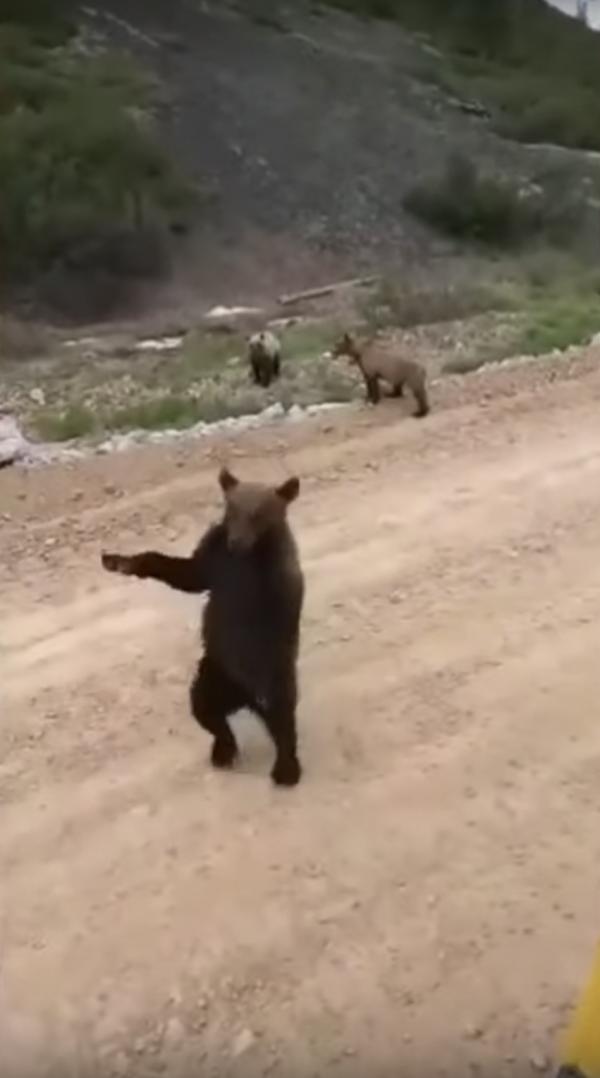 拖拉機駛近嚇怕俄羅斯棕熊一家 小熊大耍功夫勇武驅趕「入侵者」