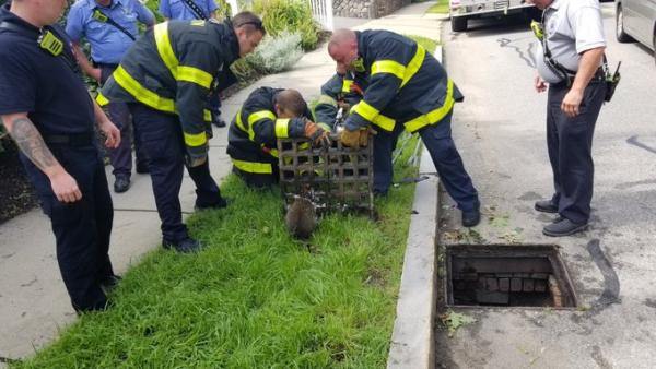 美國浣熊頭部卡渠蓋消防員無計可施 花近2小時才救出「是有難度的拯救任務」