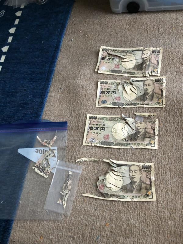鸚鵡咬爛多張一萬日圓紙幣