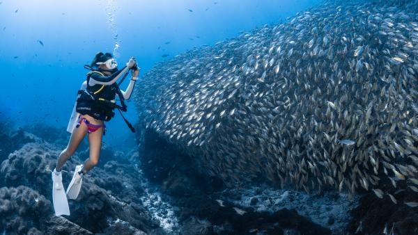 龜島潛水魚樂無窮 度假村懶人式潛歎食體驗