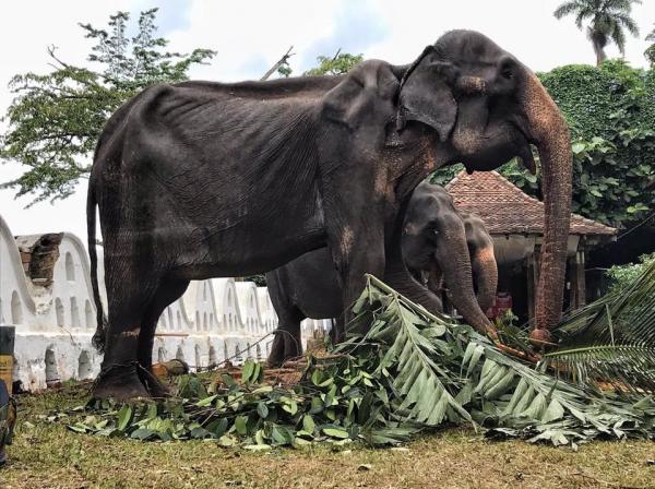 斯里蘭卡70歲老象連續十晚被逼參加慶典 脫下長袍竟是瘦骨嶙峋令人心酸
