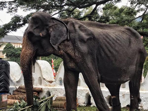 斯里蘭卡70歲老象連續十晚被逼參加慶典 脫下長袍竟是瘦骨嶙峋令人心酸