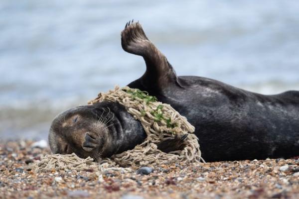 英國海豹頸纏塑膠玩具飛碟 動保團體呼籲勿在沙灘留垃圾