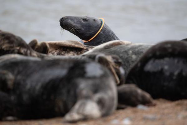 英國海豹頸纏塑膠玩具飛碟 動保團體呼籲勿在沙灘留垃圾