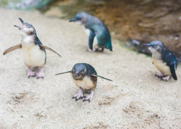 水族館每月選出乖企鵝和頑皮企鵝