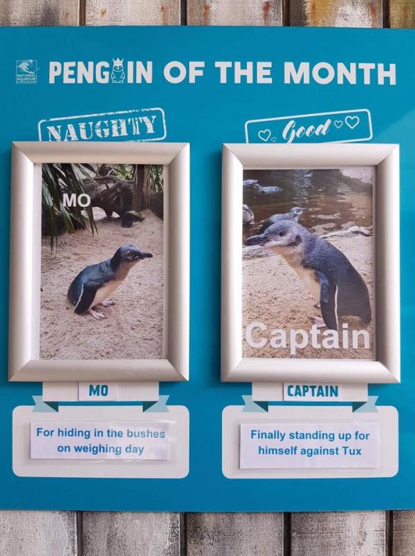 水族館每月選出乖企鵝和頑皮企鵝