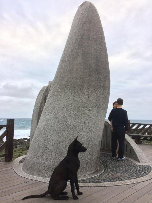 徒步環島旅行遇上黑狗一直伴隨 台灣暖男終收養給浪浪一個家