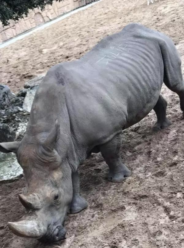 無品遊客用指甲刻名上犀牛背 法國動物園譴責行為極愚蠢