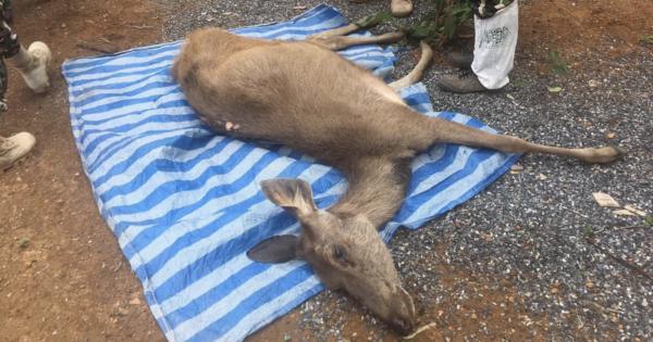遊客遺下大量塑膠垃圾 泰國國家公園小鹿誤吞3kg膠袋亡