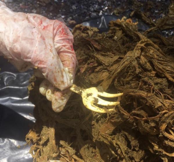 遊客遺下大量塑膠垃圾 泰國國家公園小鹿誤吞3kg膠袋亡