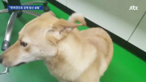 韓國獸醫系被揭以寵物犬作不人道交配實驗 強行作陰道抹片／強制交配！
