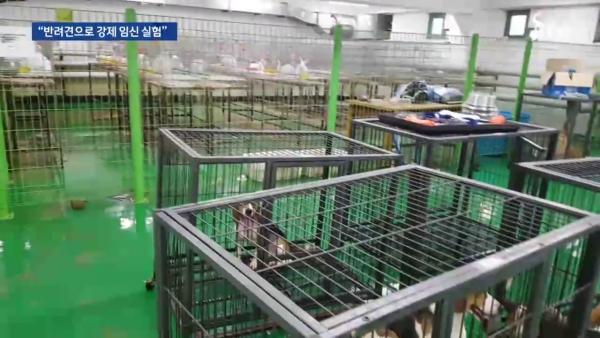 韓國獸醫系被揭以寵物犬作不人道交配實驗 強行作陰道抹片／強制交配！